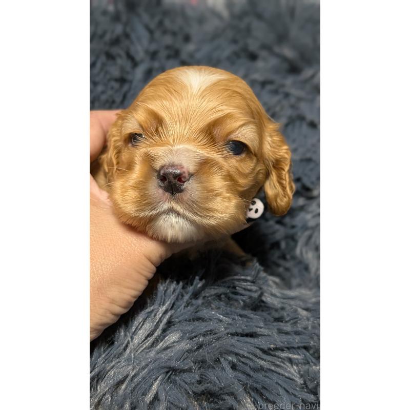 販売中の愛知県のアメリカンコッカースパニエル-427101の3枚目