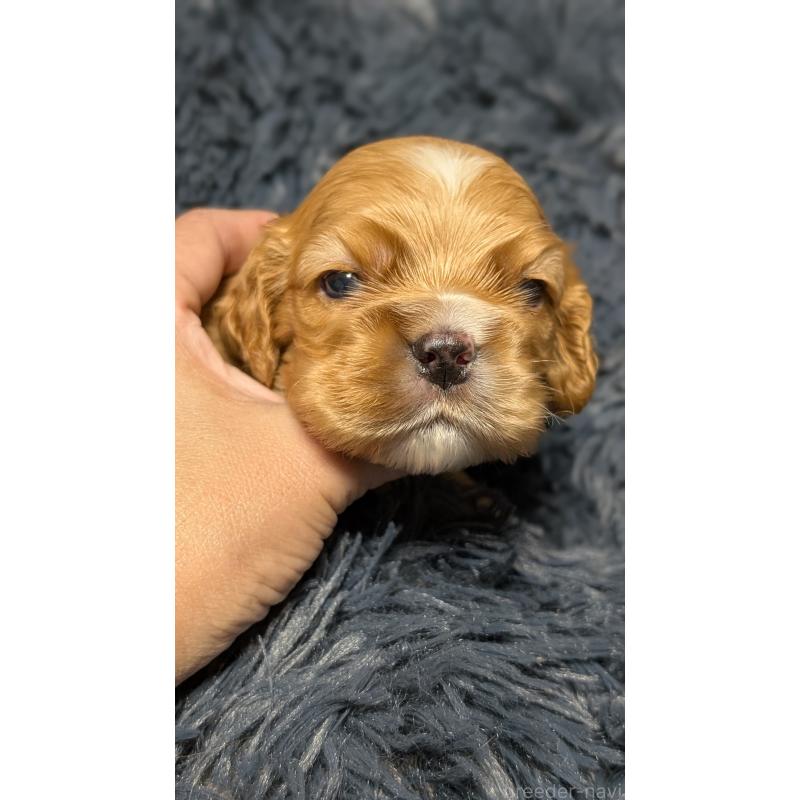 販売中の愛知県のアメリカンコッカースパニエル-427101の2枚目