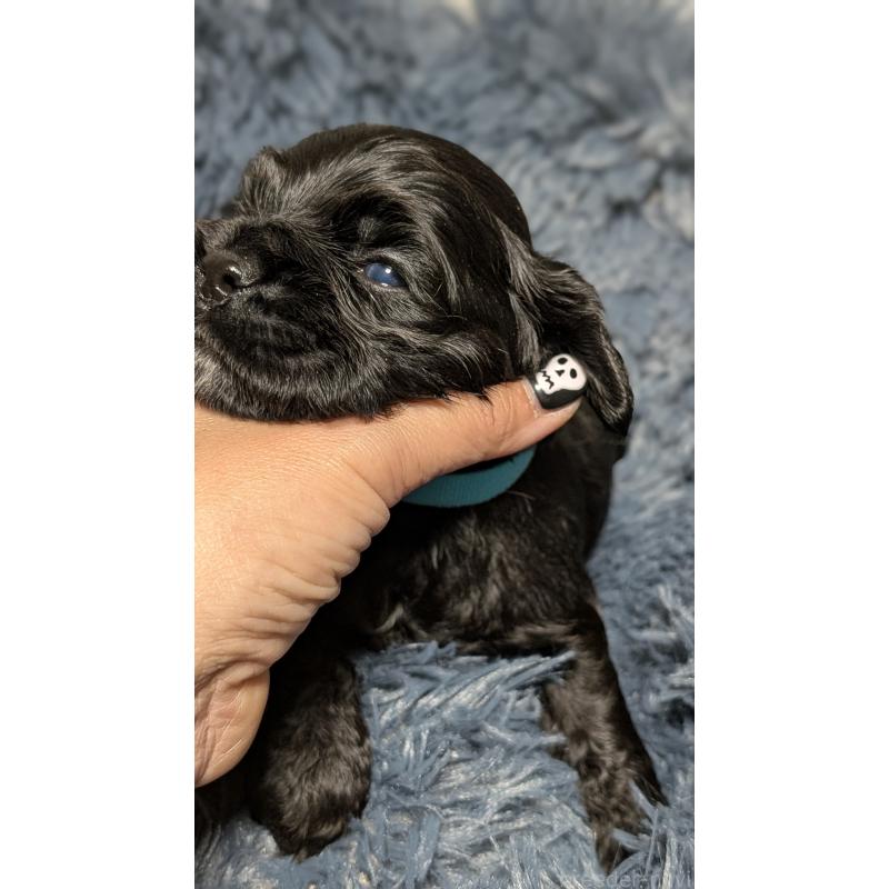 販売中の愛知県のアメリカンコッカースパニエル-427103の16枚目