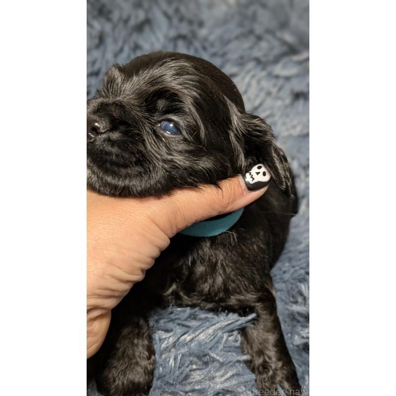 販売中の愛知県のアメリカンコッカースパニエル-427103の15枚目