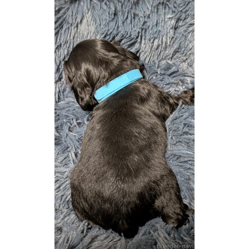 販売中の愛知県のアメリカンコッカースパニエル-427103の14枚目