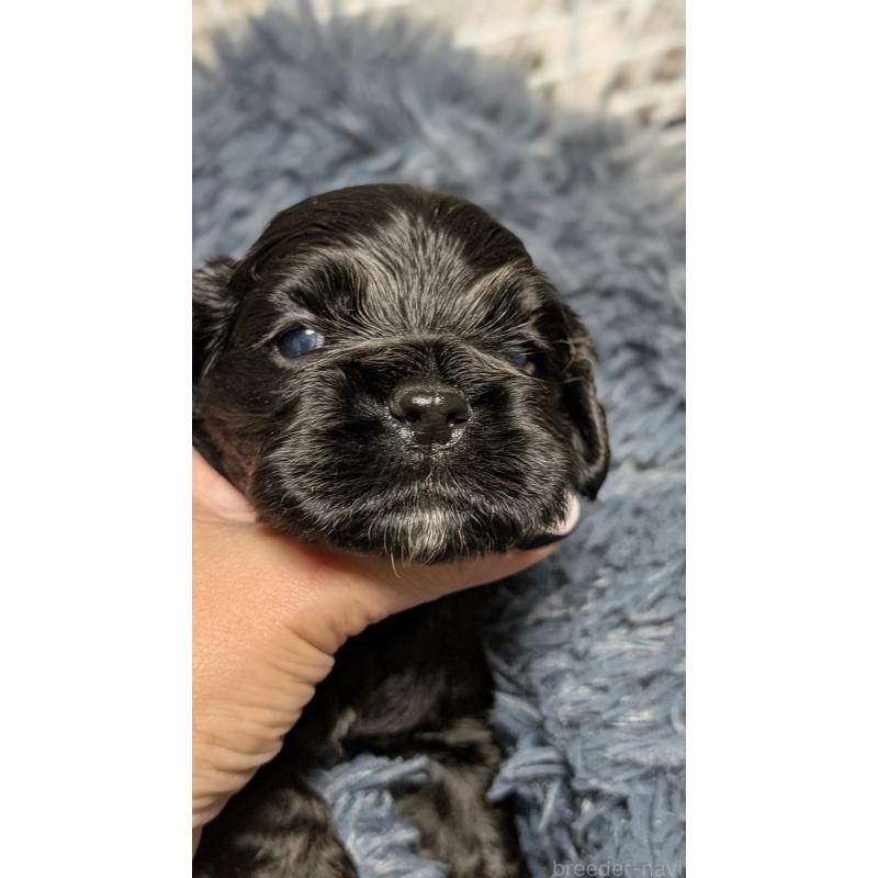 販売中の愛知県のアメリカンコッカースパニエル-427103の13枚目