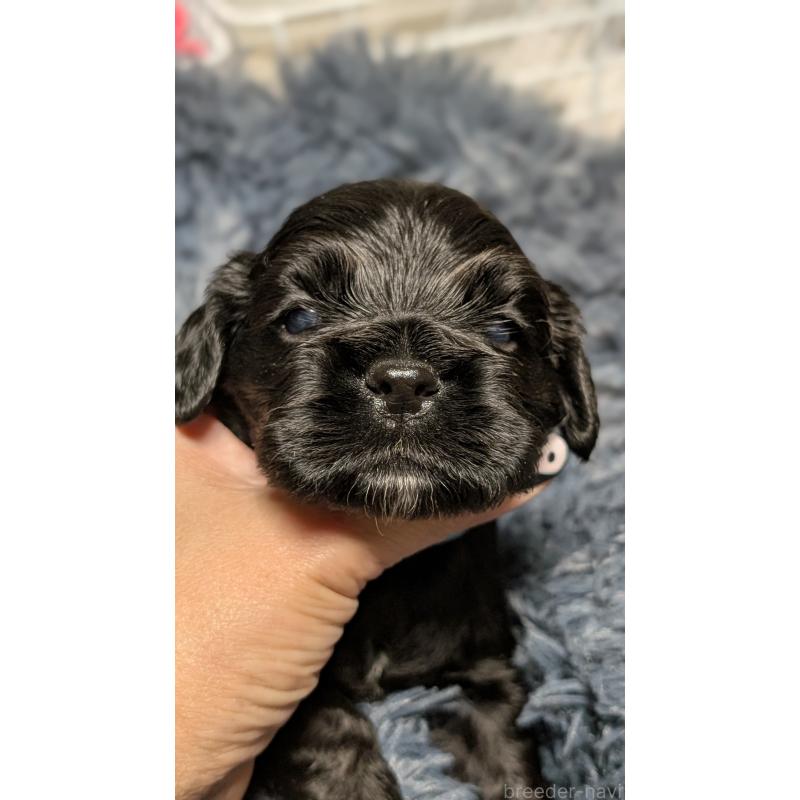 販売中の愛知県のアメリカンコッカースパニエル-427103の12枚目