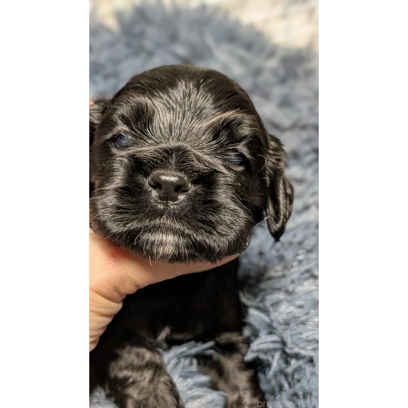 販売中の愛知県のアメリカンコッカースパニエル-427103の11枚目