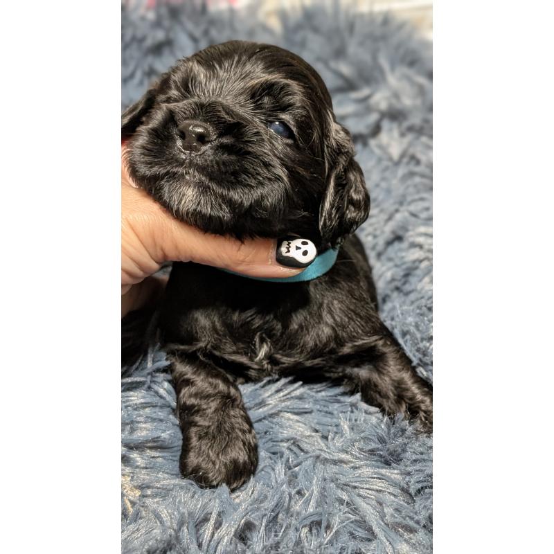 販売中の愛知県のアメリカンコッカースパニエル-427103の10枚目