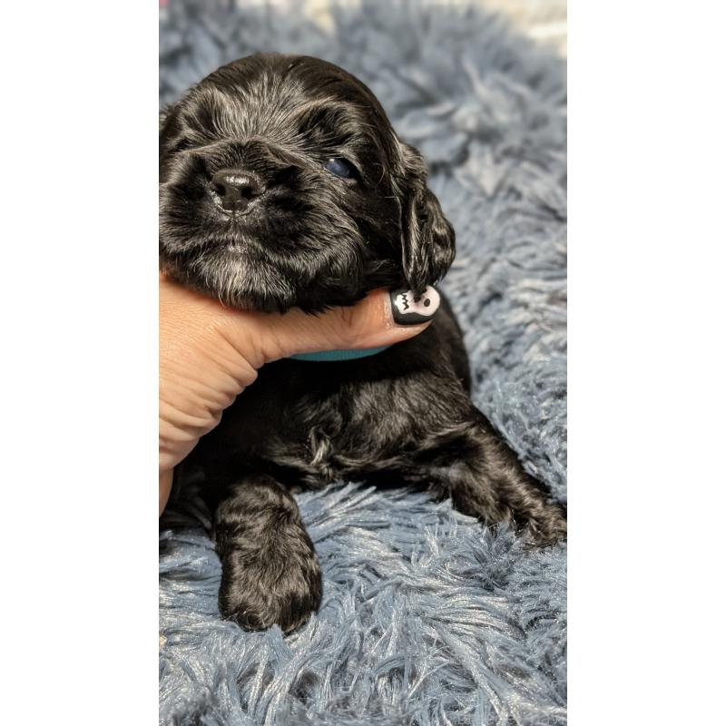 販売中の愛知県のアメリカンコッカースパニエル-427103の9枚目