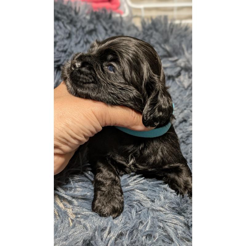 販売中の愛知県のアメリカンコッカースパニエル-427103の8枚目