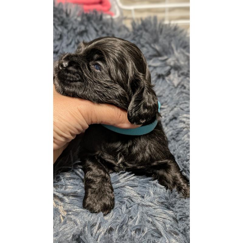 販売中の愛知県のアメリカンコッカースパニエル-427103の7枚目