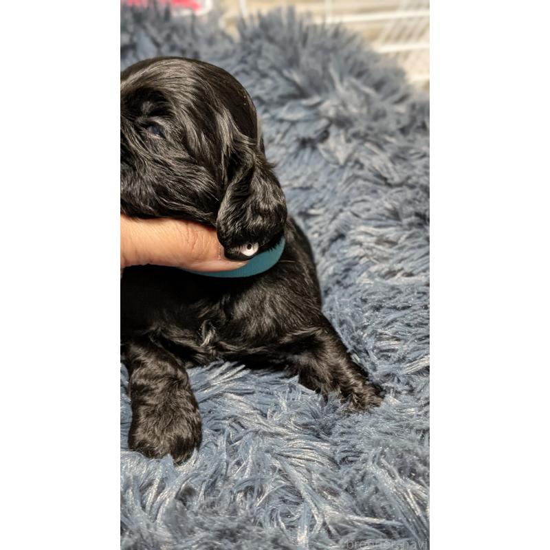 販売中の愛知県のアメリカンコッカースパニエル-427103の6枚目