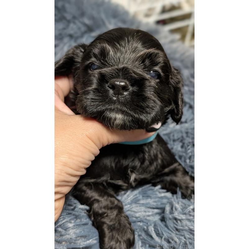 販売中の愛知県のアメリカンコッカースパニエル-427103の5枚目