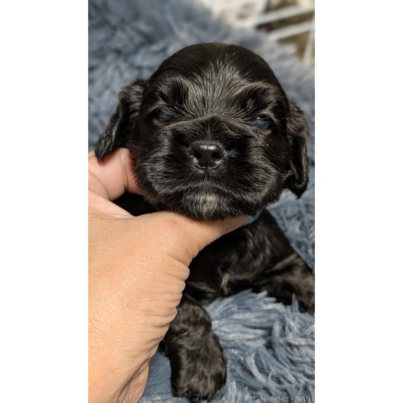 販売中の愛知県のアメリカンコッカースパニエル-427103の4枚目