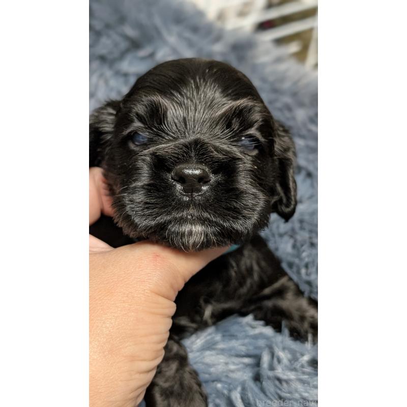 販売中の愛知県のアメリカンコッカースパニエル-427103の3枚目