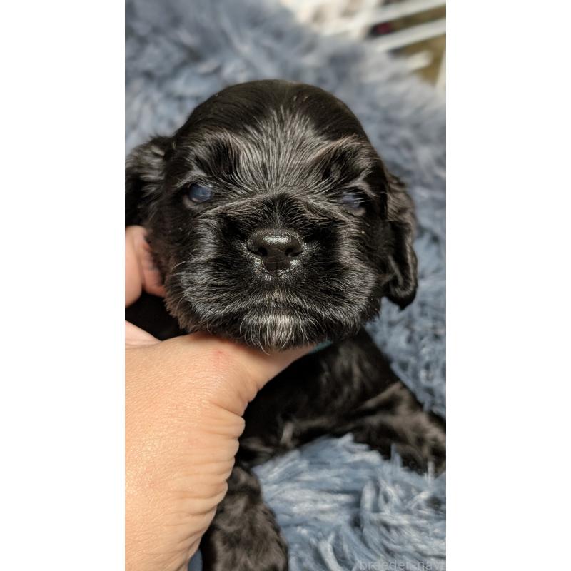 販売中の愛知県のアメリカンコッカースパニエル-427103の2枚目