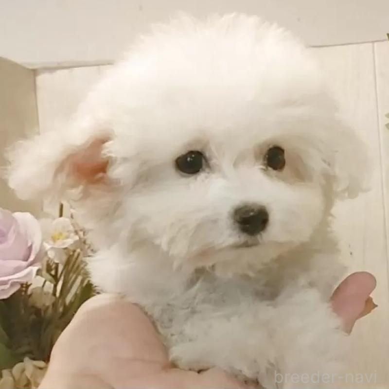 販売中の愛知県のビションフリーゼ-419914の1枚目