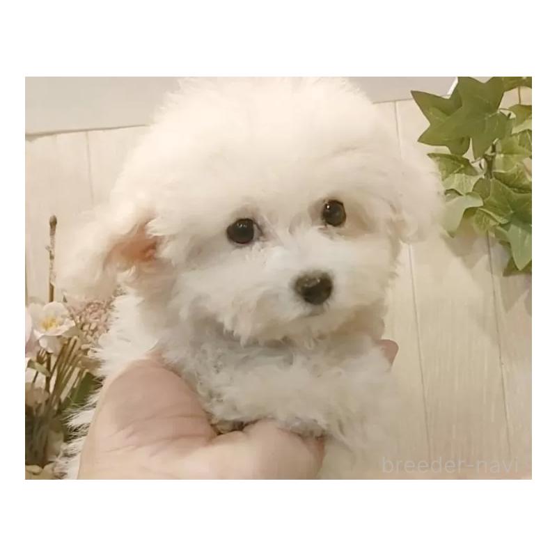 販売中の愛知県のビションフリーゼ-419914の13枚目