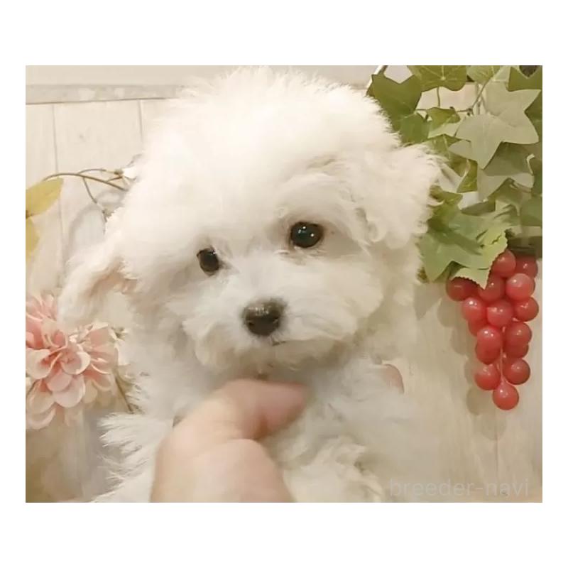 販売中の愛知県のビションフリーゼ-419914の10枚目