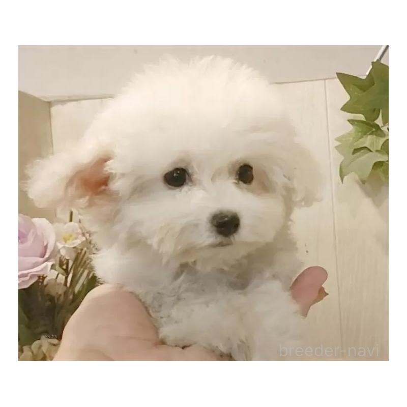 販売中の愛知県のビションフリーゼ-419914の9枚目