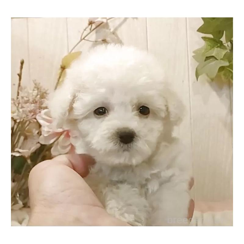 販売中の愛知県のビションフリーゼ-419914の6枚目