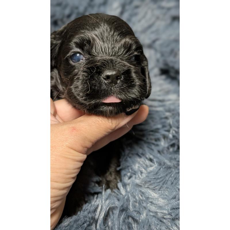 販売中の愛知県のアメリカンコッカースパニエル-427104の11枚目