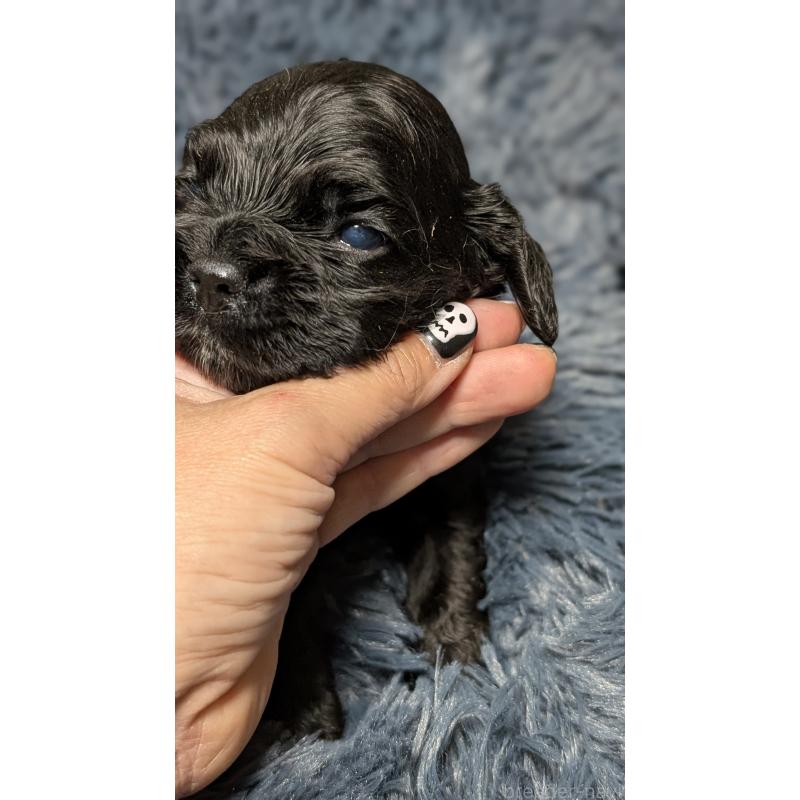 販売中の愛知県のアメリカンコッカースパニエル-427104の9枚目