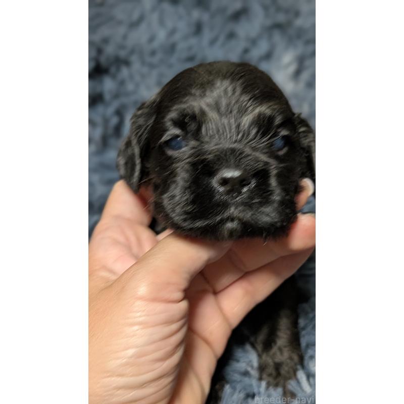 販売中の愛知県のアメリカンコッカースパニエル-427104の8枚目