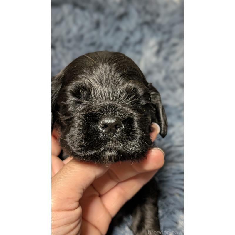 販売中の愛知県のアメリカンコッカースパニエル-427104の7枚目