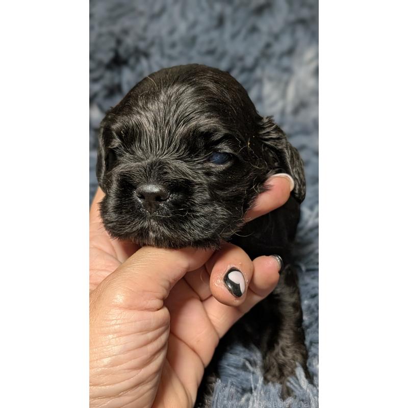 販売中の愛知県のアメリカンコッカースパニエル-427104の6枚目