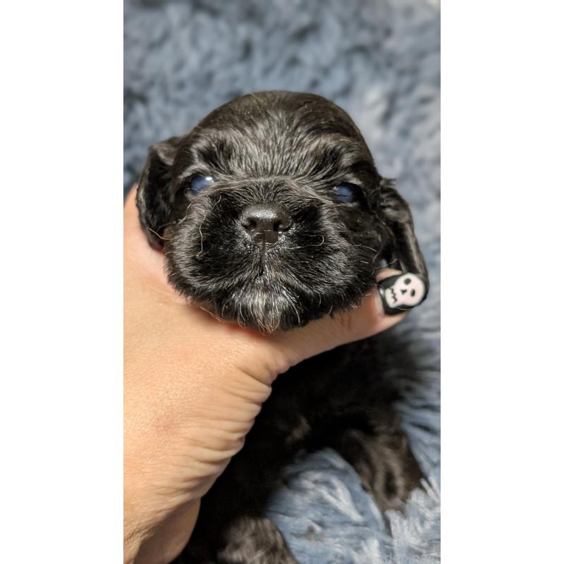 販売中の愛知県のアメリカンコッカースパニエル-427104の5枚目