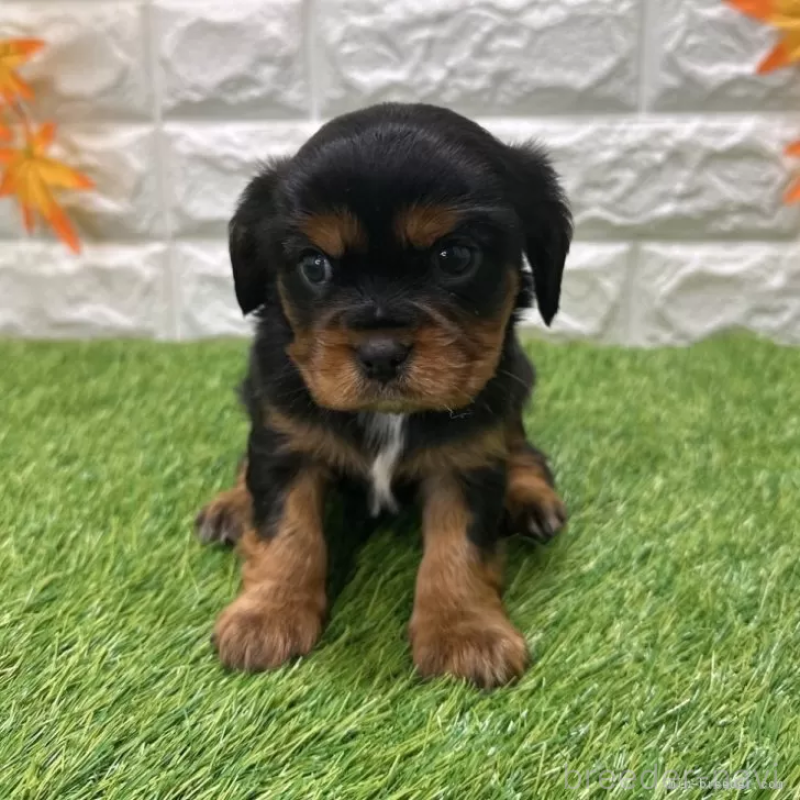 販売中の愛知県のキャバリアキングチャールズスパニエル-427105