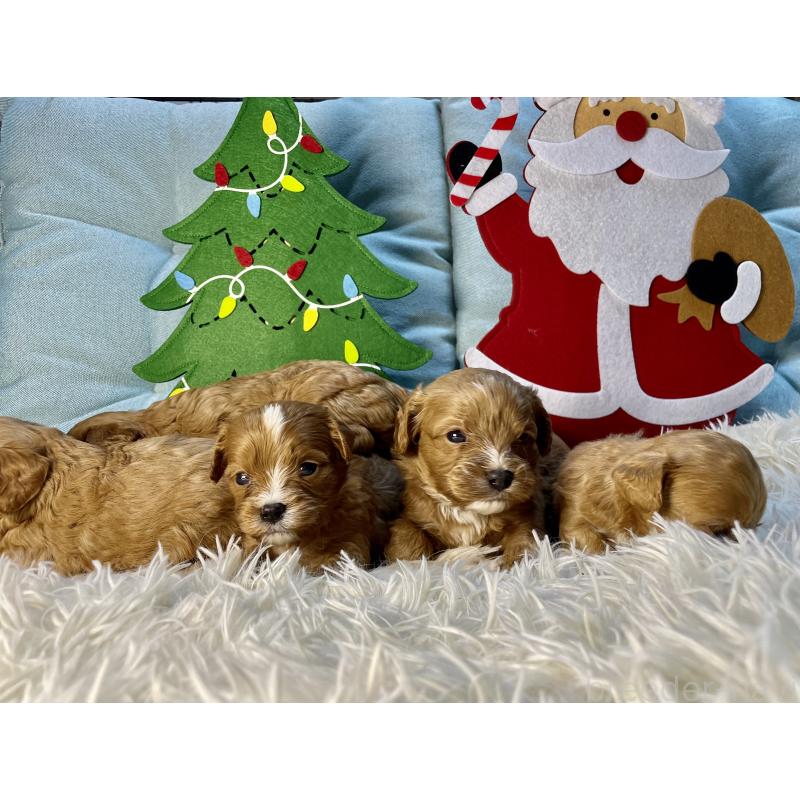 販売中の神奈川県のキャバプー:キャバリア×トイプードル-427106