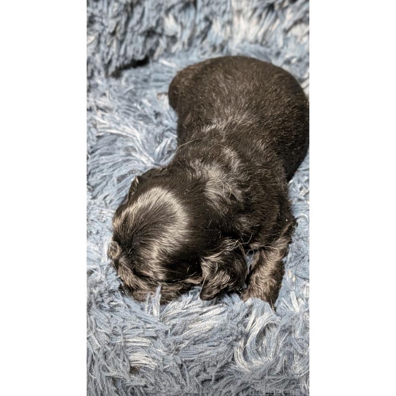 販売中の愛知県のアメリカンコッカースパニエル-427104の3枚目