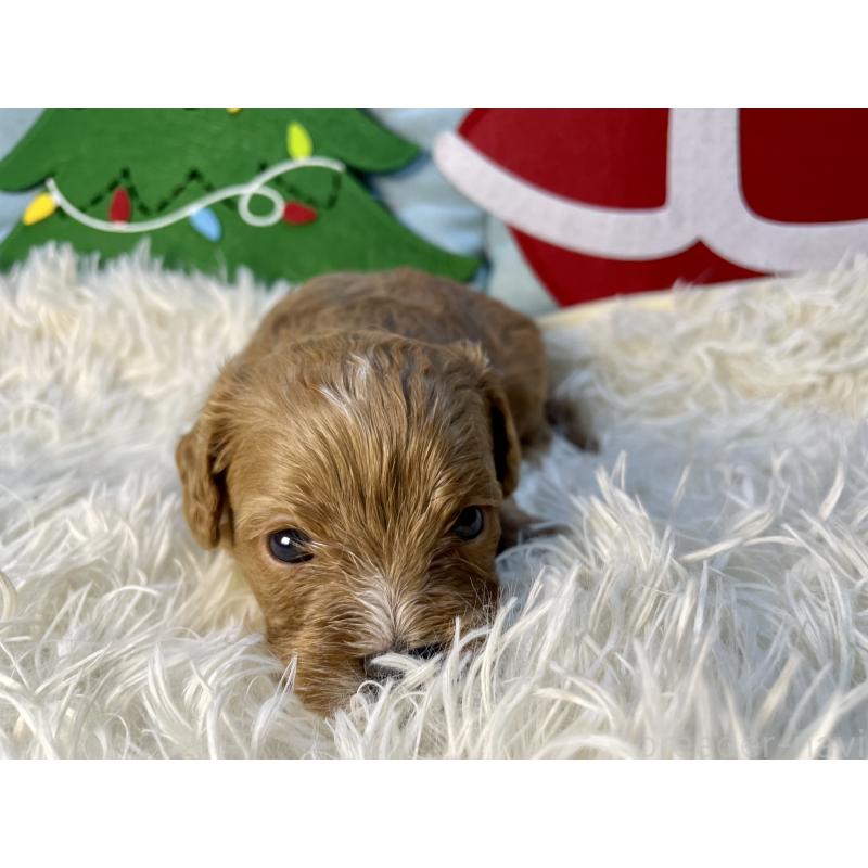 販売中の神奈川県のキャバプー:キャバリア×トイプードル-427106の6枚目