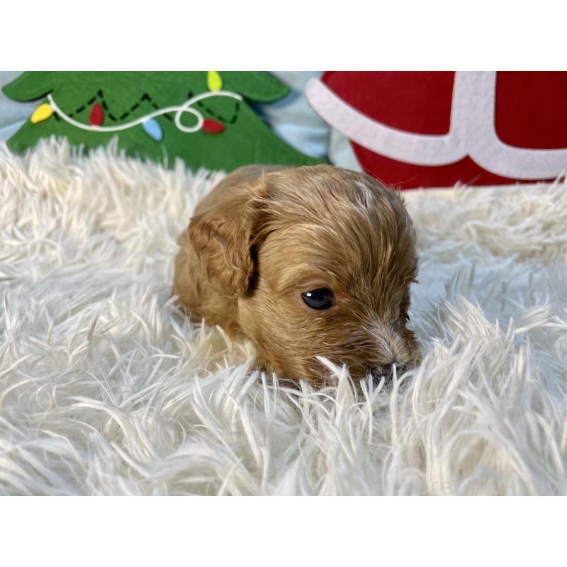 販売中の神奈川県のキャバプー:キャバリア×トイプードル-427106の5枚目