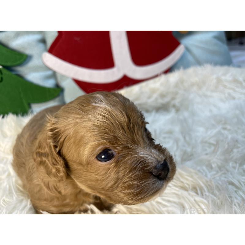 販売中の神奈川県のキャバプー:キャバリア×トイプードル-427106の4枚目