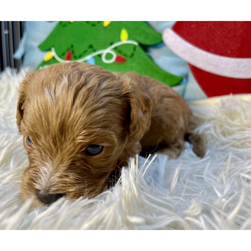 販売中の神奈川県のキャバプー:キャバリア×トイプードル-427106の3枚目