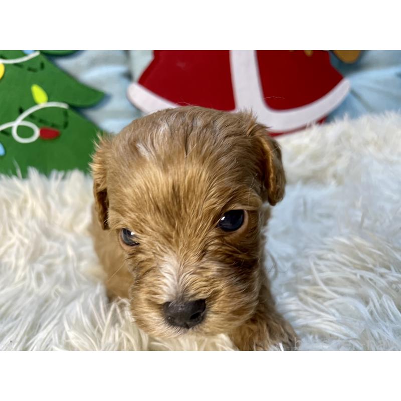 販売中の神奈川県のキャバプー:キャバリア×トイプードル-427106の2枚目