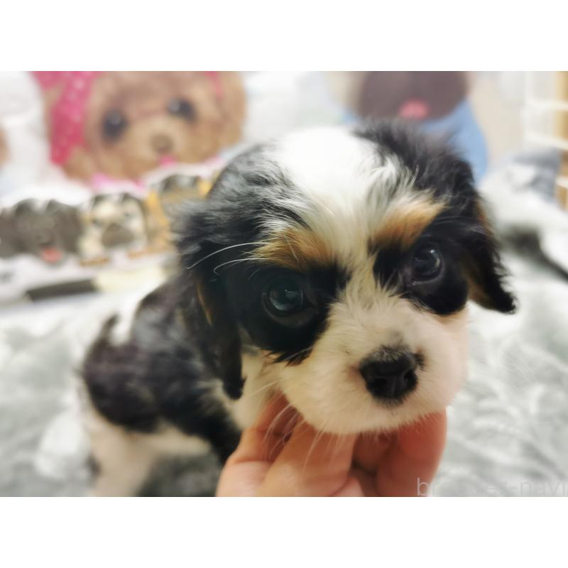 販売中の茨城県のキャバリアキングチャールズスパニエル-420628の8枚目