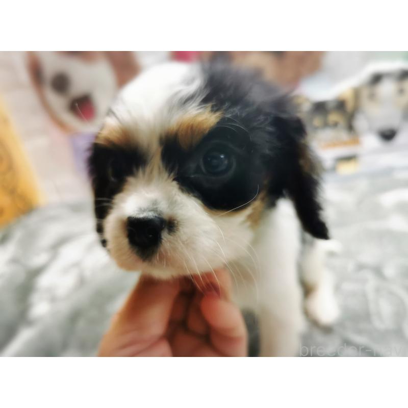 販売中の茨城県のキャバリアキングチャールズスパニエル-420628の6枚目