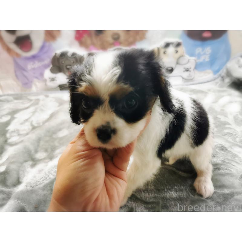 販売中の茨城県のキャバリアキングチャールズスパニエル-420628の5枚目