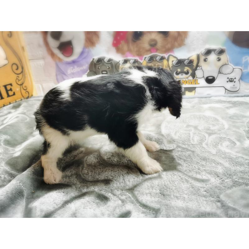 販売中の茨城県のキャバリアキングチャールズスパニエル-420628の4枚目