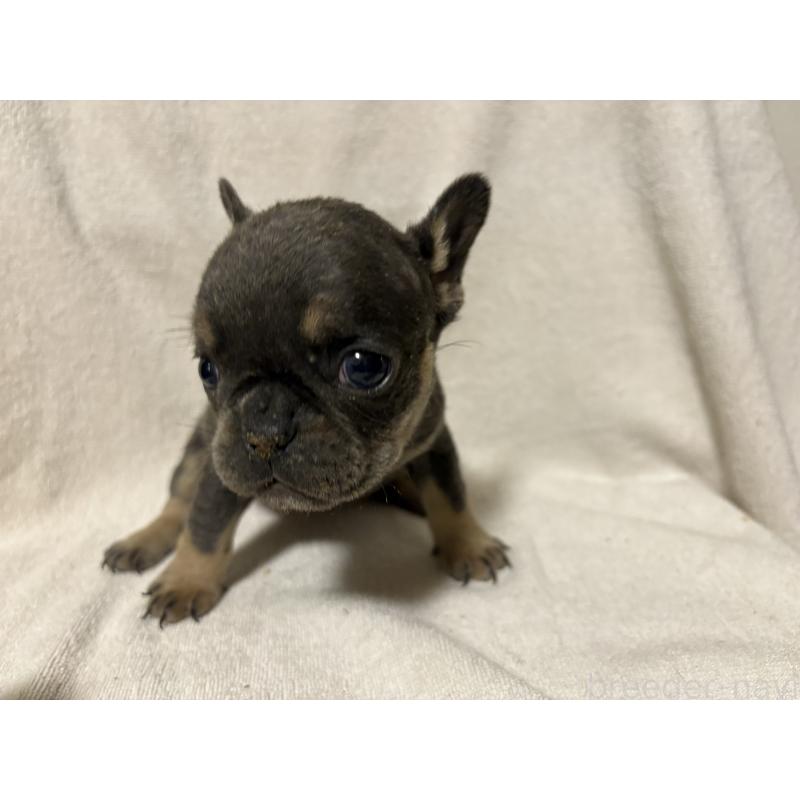 販売中の福岡県のフレンチブルドッグ-427108の5枚目