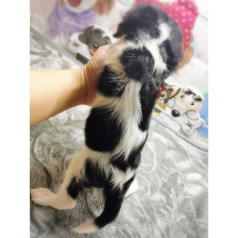 販売中の茨城県のキャバリアキングチャールズスパニエル-420628の2枚目