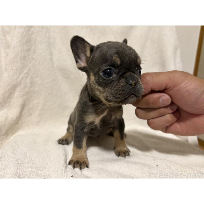 販売中の福岡県のフレンチブルドッグ-427108の4枚目