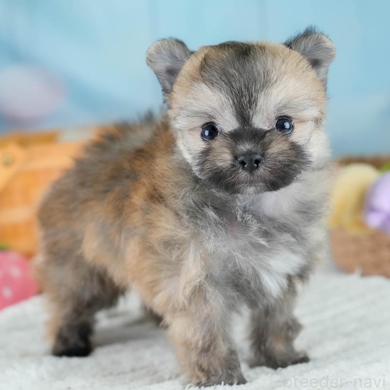 販売中の埼玉県のポメマル:ポメラニアン×マルチーズ-427243の1枚目