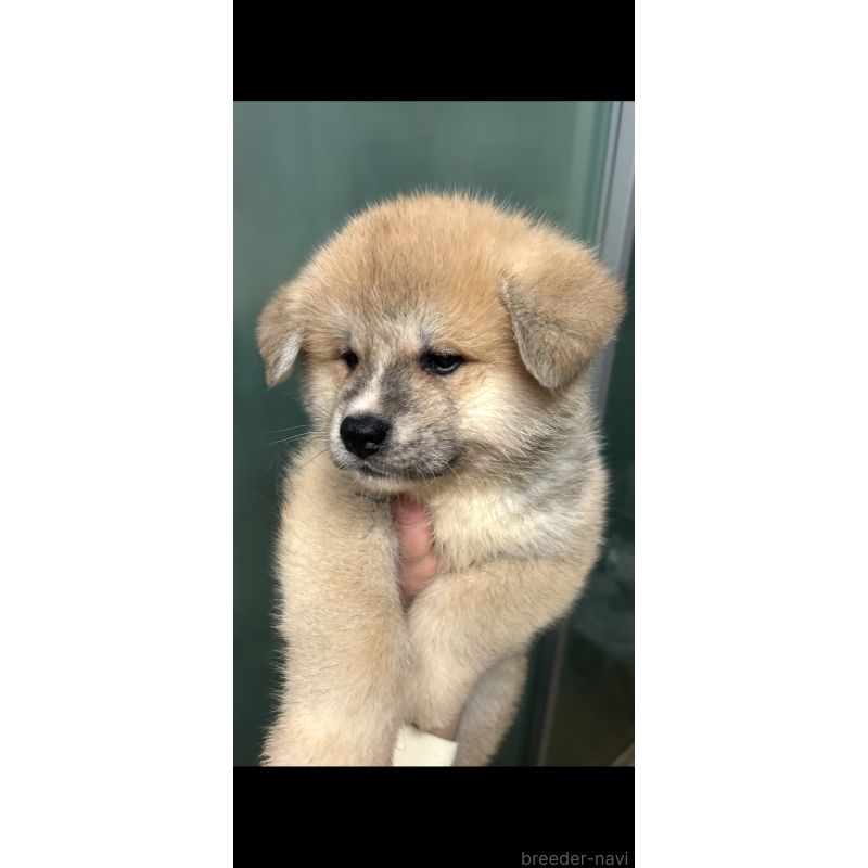 販売中の香川県の秋田犬-427107の3枚目