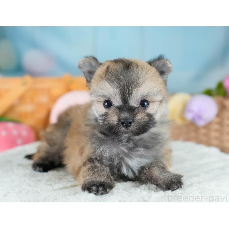 販売中の埼玉県のポメマル:ポメラニアン×マルチーズ-427243の12枚目