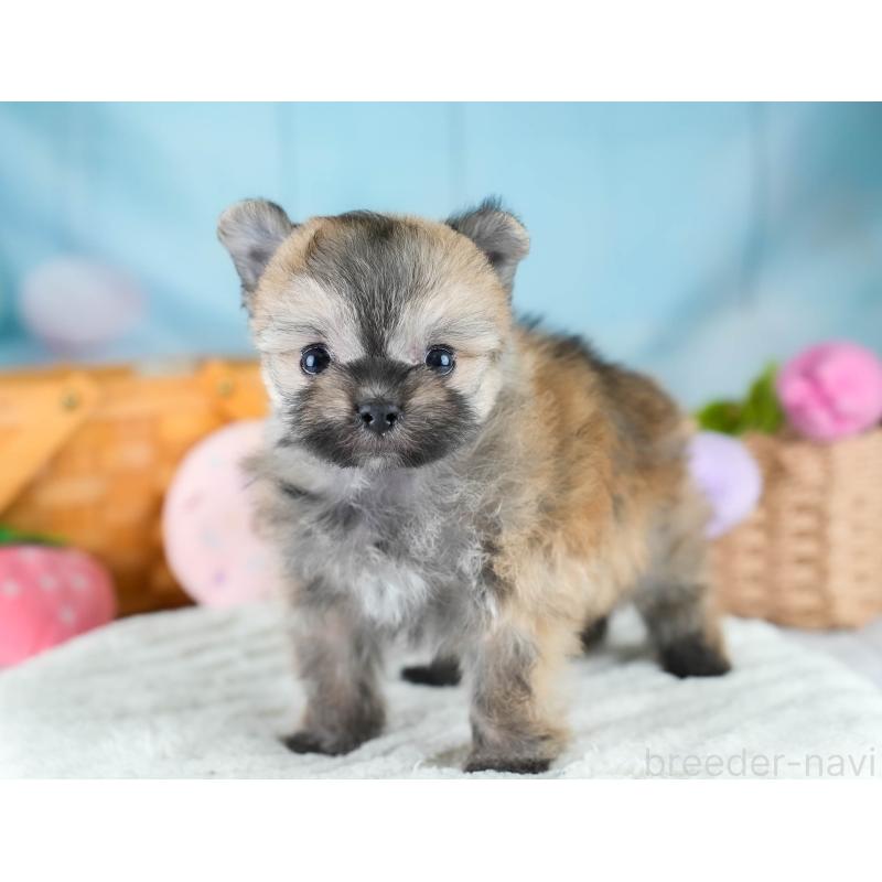 販売中の埼玉県のポメマル:ポメラニアン×マルチーズ-427243の11枚目