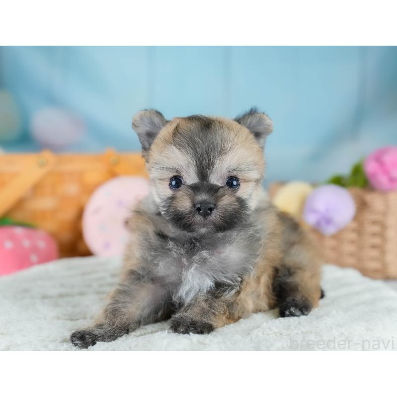販売中の埼玉県のポメマル:ポメラニアン×マルチーズ-427243の10枚目