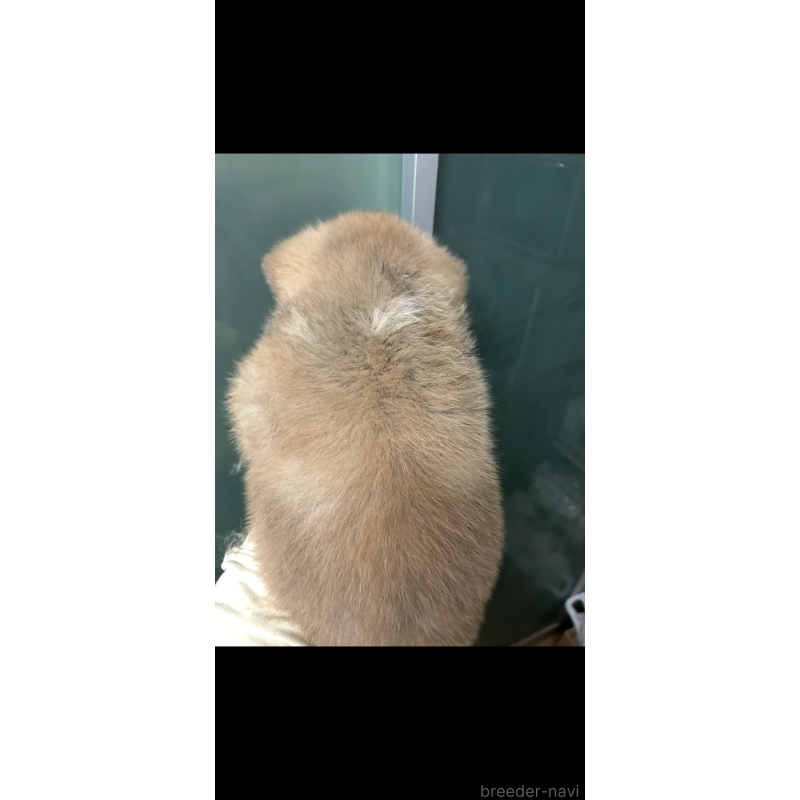 販売中の香川県の秋田犬-427107の2枚目