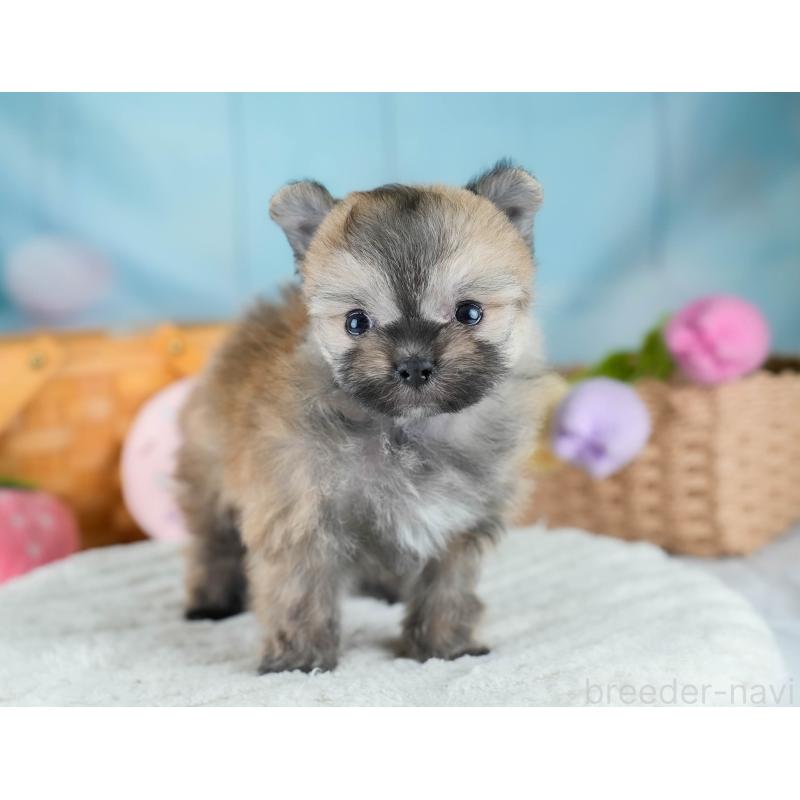 販売中の埼玉県のポメマル:ポメラニアン×マルチーズ-427243の8枚目